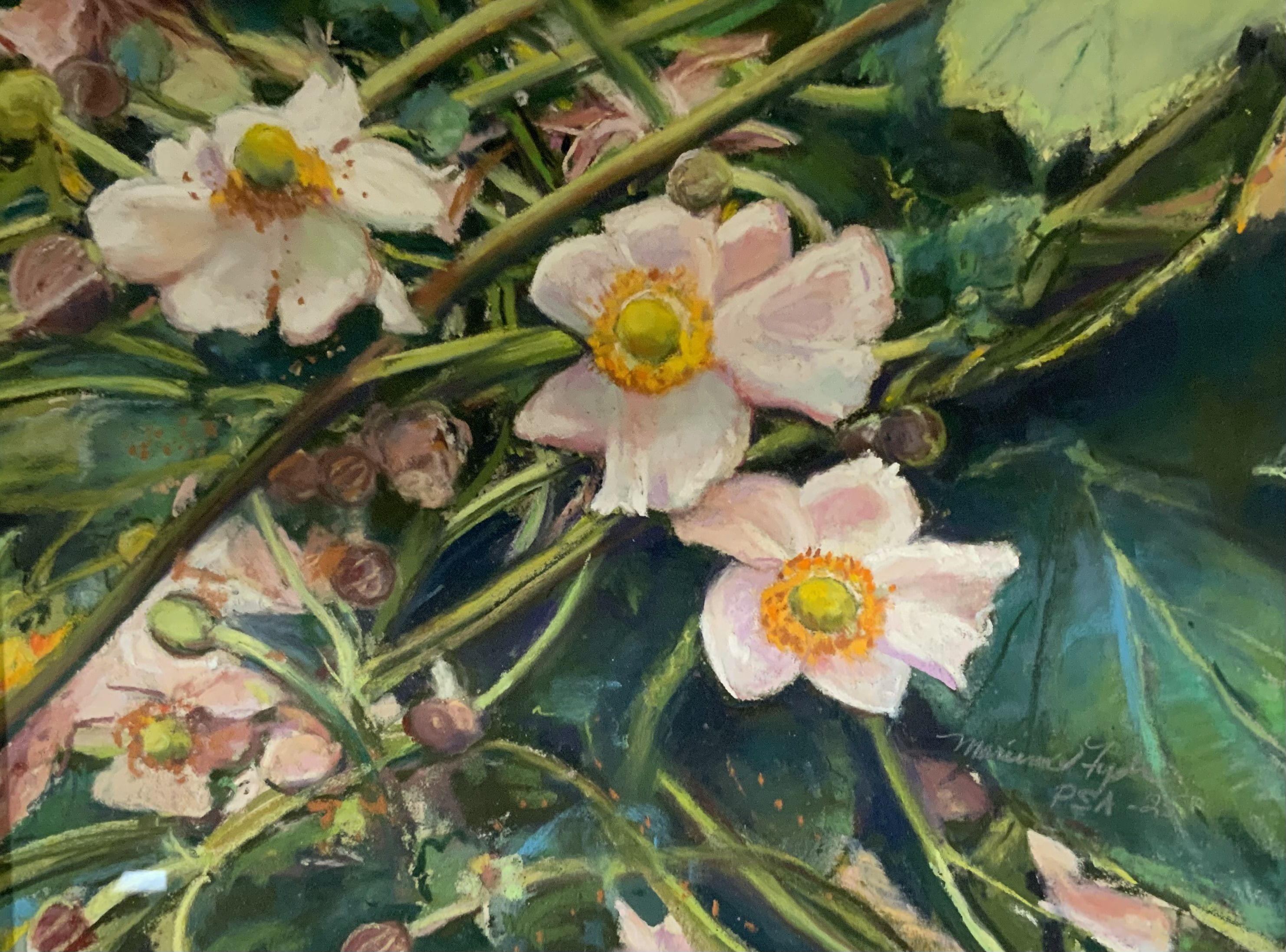 Japanese Anenome 1